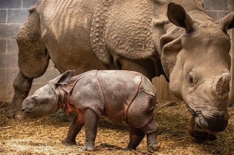 After 16 Month Pregnancy Rhino Calf Born At The Buffalo Zoo Wbfo
