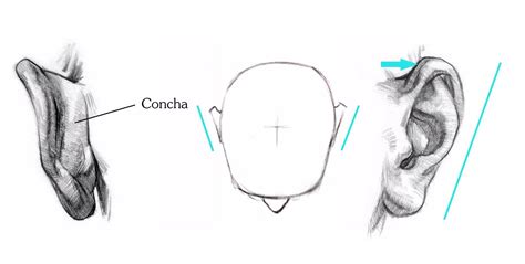 Stan Prokopenko How To Draw Ears Anatomy And Structure How To