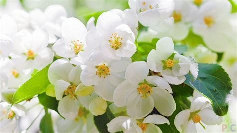 Весенние цветы - красивые картинки (100 фото) • Прикольные картинки и ...