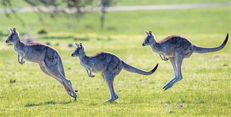 La Impresionante Variedad De La Fauna De Australia Absolut Viajes