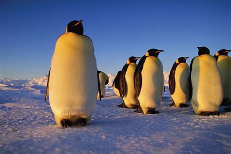 Emperor Penguin Characteristics Height Habitat Diet And Facts