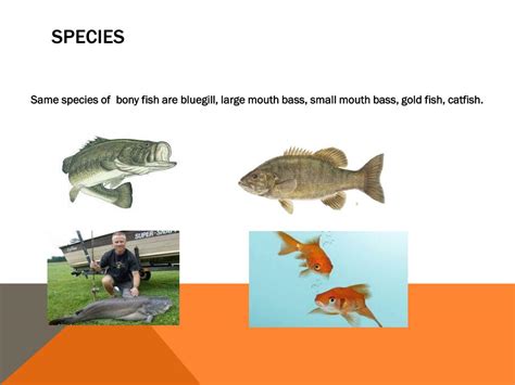 Ppt Bony Fish Powerpoint Presentation Free Download Id2252339