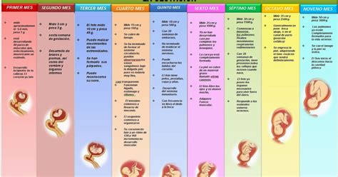 Linea Del Tiempo Del Desarrollo Prenatal Crespo Neurobiologia