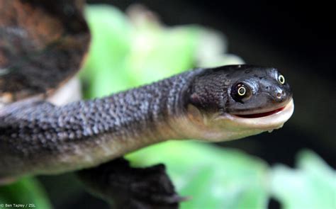 Top 10 Most Amazing Edge Reptiles Edge Of Existence