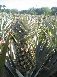 In india, leaves sap are used as anthelminthic and purgative. Anim Agriculture Technology: Pineapple Farming in Malaysia