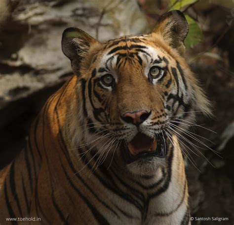 Tigers Of Bandhavgarh Banbehi Toehold Travel Photography