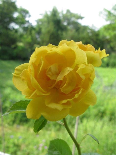 Identify purslane via its pictures, habitat, height, flowers and leaves. Yellow rose | Yellow roses, Wild flowers, Rose