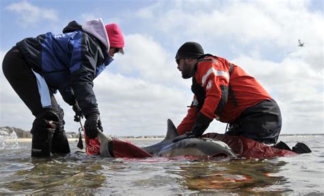 One dolphin dies, four survive stranding on Cape beach - The Boston Globe
