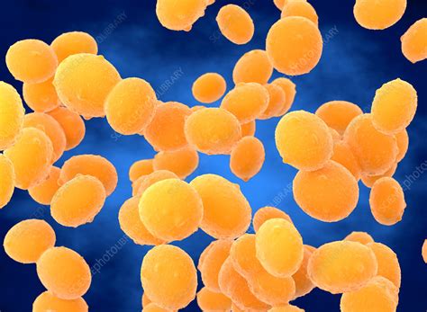 Staphylococcus Aureus Mrsa Bacteria Illustration Stock Image