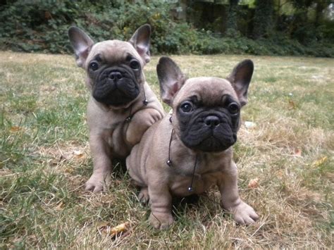 50 Very Cute French Bulldog Puppy Images And Pictures