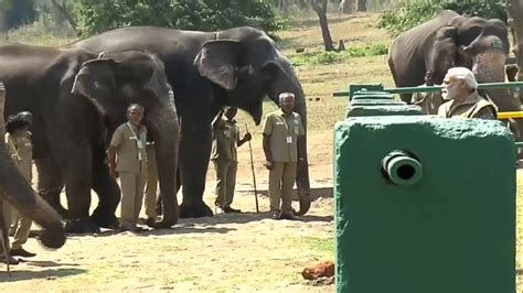 Watch Pm Modi Feeds Elephants At Mudumalai Tiger Reserve Meets The