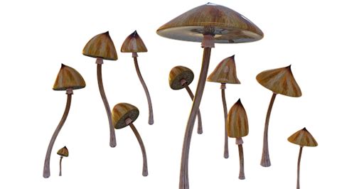 Oregon Gets One Step Closer To Legalizing Psychedelic Mushrooms