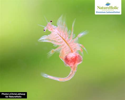 Brine Shrimp Artemia Natureholic Live Food Garnelio En