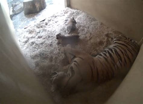 Chester Zoo Announces Birth Of Critically Endangered Rare Tiger Twins