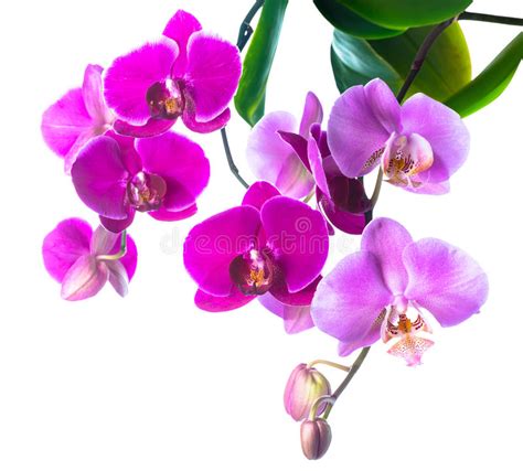 Blooming Purple And Soft Lilac Orchid Is Isolated On White Stock Photo