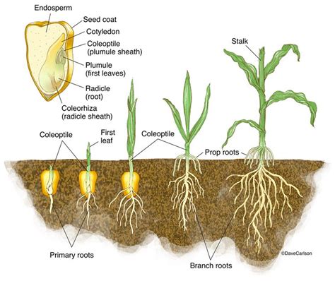 Monocot Germination Corn Seedling Photo Plant Science Biology