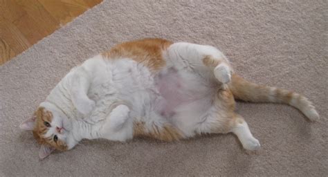 5 consequences of cat obesity