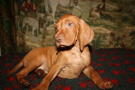It's also free to list your available puppies and litters on our site. Hungarian Vizsla Puppy for sale | Peterborough ...