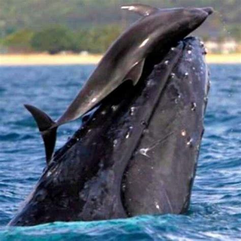 Dolphin And Humpback Whale Whale Ocean Animals Dolphins