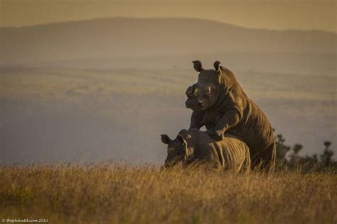 South African Wild Animals