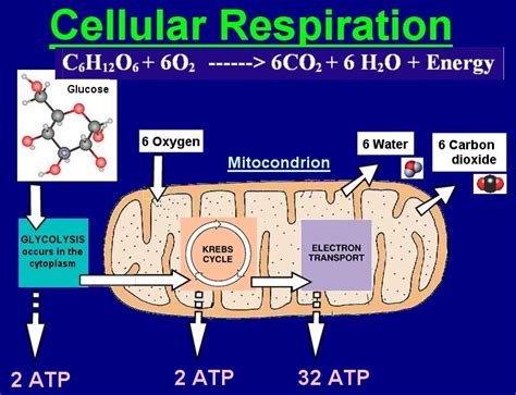 Distinguish Between Ventilation Gas Exchange And Cell Respiration