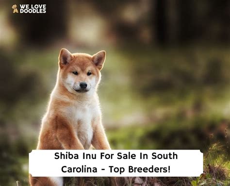 Shiba Inus For Sale In South Carolina Top 7 Breeders 2023 We Love