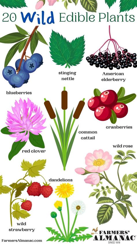 20 Wild Edible Plants Guide