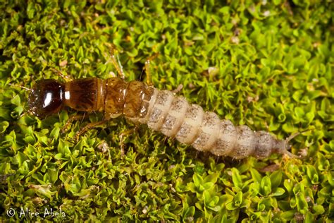 Rove Beetle Larva Staphylinidae Rove Beelte Larva From S Flickr
