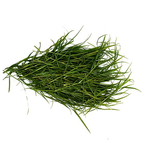Buy Fresho Durva Grassgarike Used To Decorate For Festivals And Puja