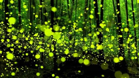 Просто красиво Мерцание светлячков Flickering Fireflies Youtube