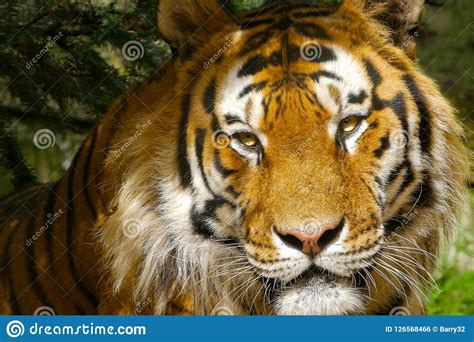 Amur Tiger Siberian Tiger Portrait Close Up Of Face With Bright