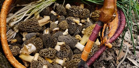 Morel Mushroom Harvesting Tips Video Morel Hunting Mushroom Fungi