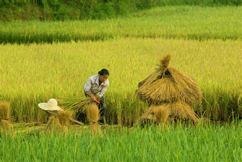 Chinese Farmer Working In Rice Harvest By Nancy Brown