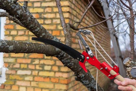 Wir zeigen, wie sie ganz einfach einen kirschbaum im eigenen garten pflanzen. Kirschbaum schneiden: Zeitpunkt & Vorgehen - Plantura