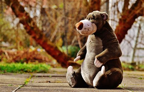 Free Images Play Sweet Cute Bear Fur Mammal Hug Disney