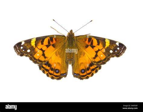 American Painted Lady Butterfly Vanessa Virginiensis Isolated On