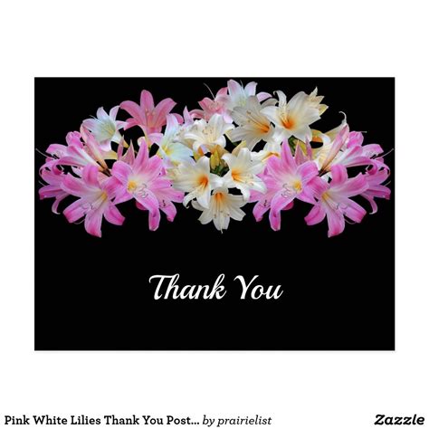 Pink White Lilies Thank You Postcard Zazzle Pink White Lily Thank