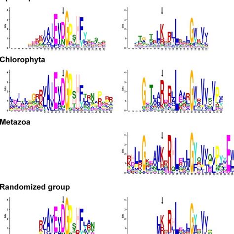 conserved motifs identified in rap proteins by meme suite the download scientific diagram