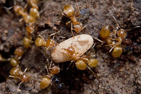 Une multitude de personnes ou de choses : 同时移动蛋黄色蚂蚁 — 图库照片©izanbar＃28804597