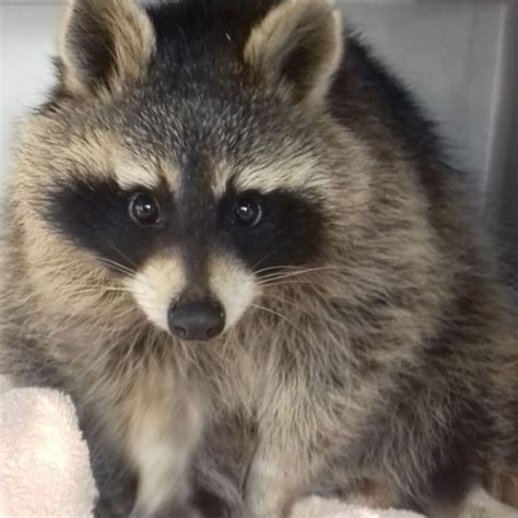 Scottish Spca Bid To Rehome Escaped Pet Raccoon Bbc News