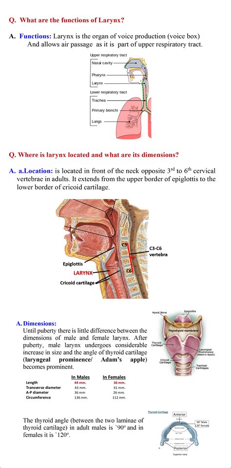 Larynx Anatomy