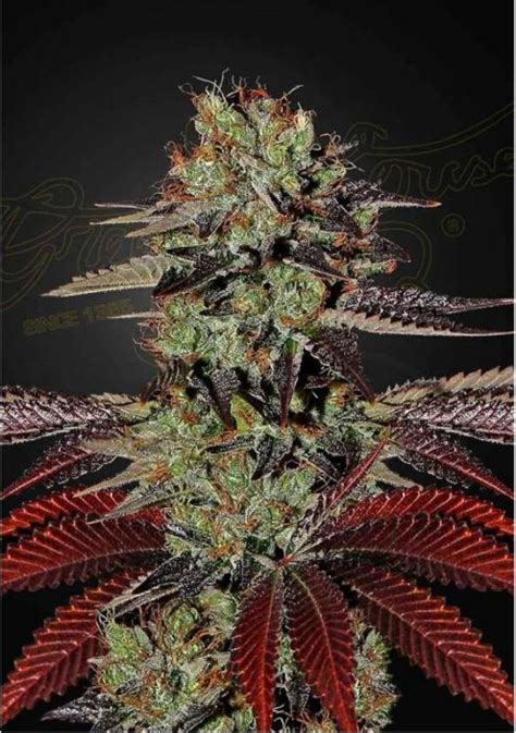Kings Kush Autoflowering Semillas De Marihuana Autoflorecientes
