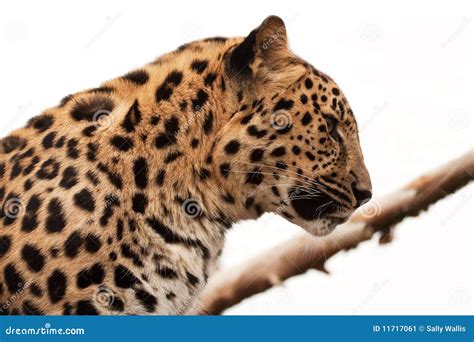 Perfil Del Leopardo De Amur Imagen De Archivo Imagen De Fauna Cola