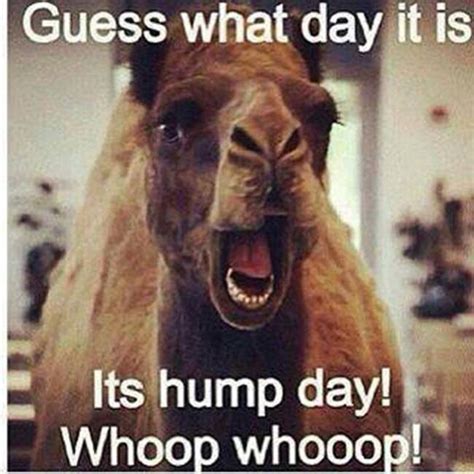 Happy Hump Day Funny Quotes Quotesgram