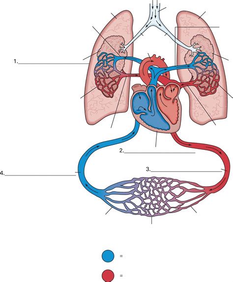Cardiovascular System Diagram Without Labels