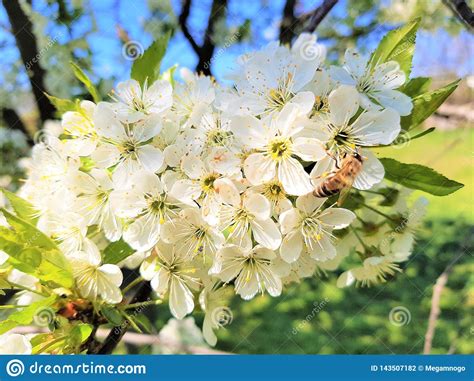Blooming Cherry Tree With Big White Flowers Stock Photo Image Of