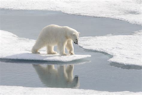Gli Orsi Polari A Cui Il Riscaldamento Globale Fa Bene Focusit