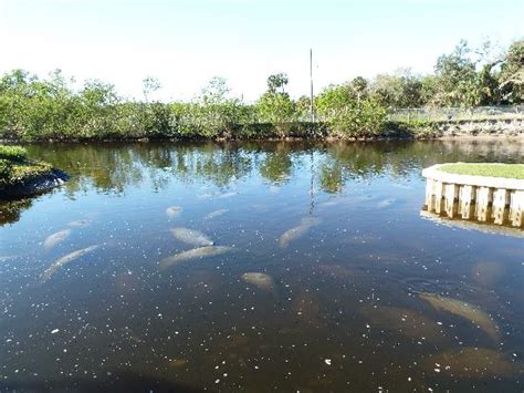 Lots Of Manatees Picture Of Manatee Park Fort Myers Tripadvisor