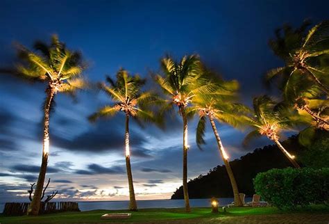 Some Palm Trees Sway In The Evening Breeze Pangkor Island Malaysia