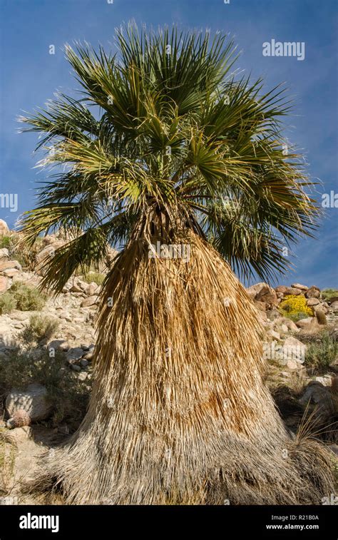 Desert Fan Palm At Surprise Grove In Mountain Palm Springs Area At Anza